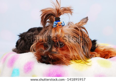 lovely Yorkshire Terrier dog lying on the colorful blanket