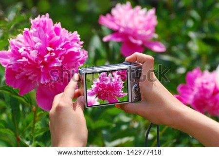 girl`s hands holding digital camera and taking photo of pink  peony in the garden