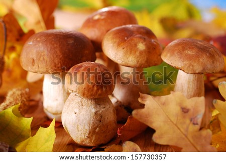 still life with group of fresh cep (porcini) mushrooms in autumn scenery