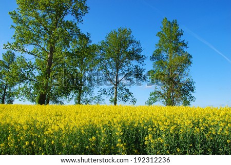 beautiful polish landscape with  rape field and trees in spring