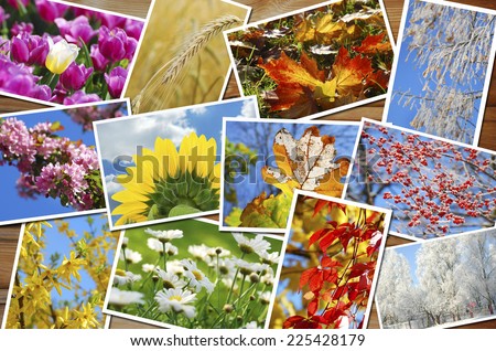 beautiful collection of many images with four seasons of the year on wooden background