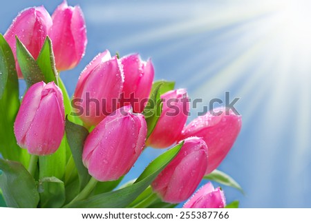 bunch of fresh pink tulips in the corner of blue background with sun rays