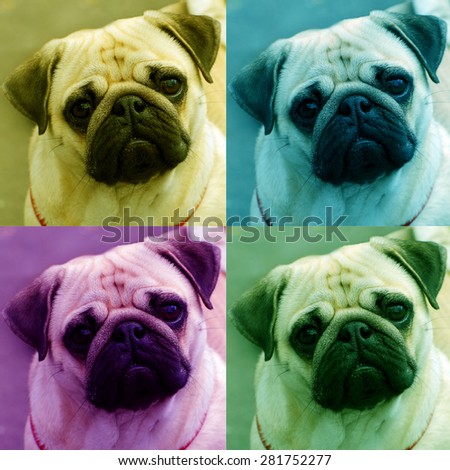 colorful collage with four portraits of cute pug dog