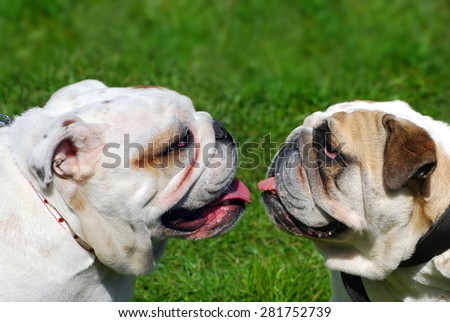 portrait of two cute english bulldogs looking on each other on the grass