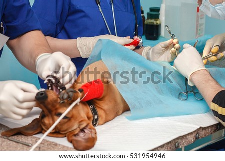 surgeons vets. the operation of circumcision. veterinary clinic.