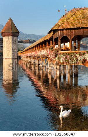 Wonderful morning view on Chapel Bridge and Water Tower in Luzern, Switzerland. Focus is on the swan.