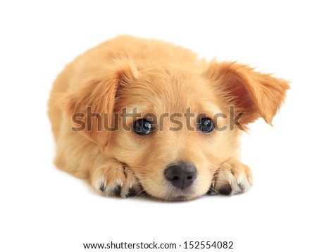 Cute golden retriever mixed-breed puppy isolated on white