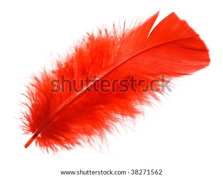 Red Feather On A White Background Stock Photo 38271562 : Shutterstock