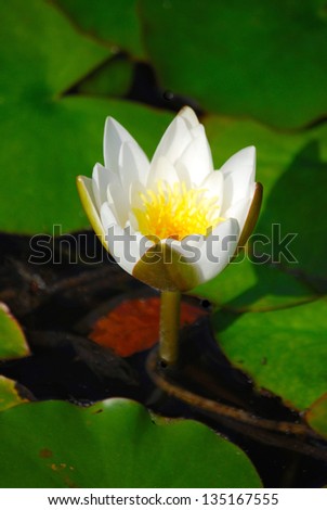 White Waterlily Among Green Lily pads
