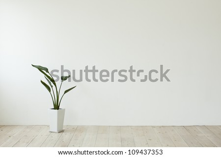 The Houseplant Which Is Put In The Room