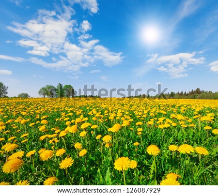 Yellow Flowers Hill Under Blue Cloudy Sky