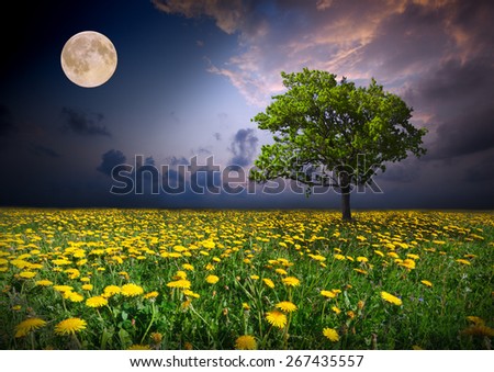 Night and the moon on a yellow flowers field