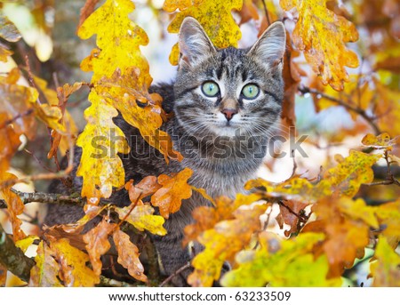 stock photo : Beautiful kitty