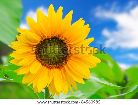 beautiful sunflower with green leaves