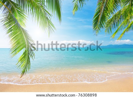 Palm and tropical beach Palm and tropical beach
