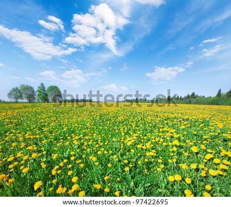 Yellow flowers hill under blue cloudy sky