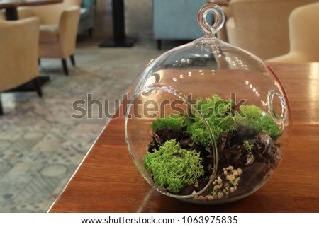 Close-up of a florarium of moss in a pendant glass bowl in the interior of a restaurant