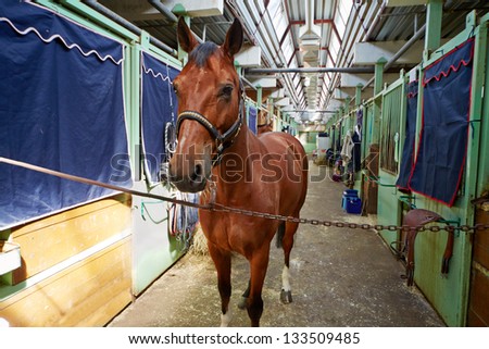 Chestnut horse in horse barn