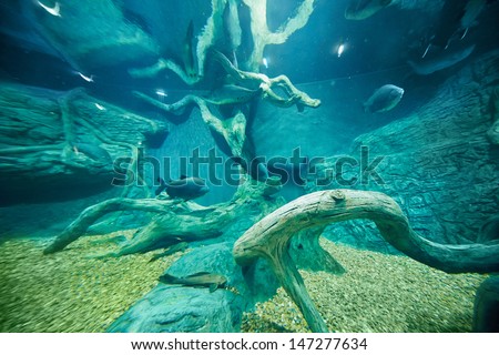 MOSCOW - NOV 11: Exotic fishes in aquarium decored with rocks, pebbles and snags in oceanarium at shopping mall RIO at Dmitrovsky highway, NOV 4, 2012, Moscow, Russia.