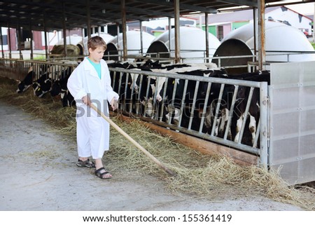 Boy work by hayfork near eating small calves at large cow farm.