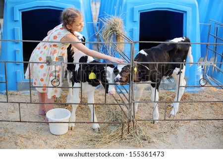 Happy little girl caresses two calves at cow farm at sunny day. Focus on calves.