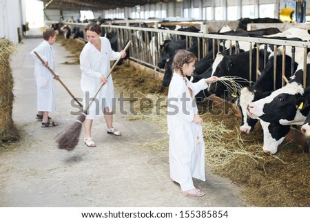 Happy family of three work in large farm with many cows. Focus on girl and right cow.