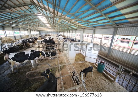 Cows and calves in the hangar with metal floor on a dairy farm