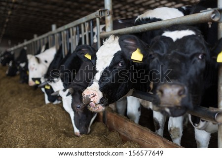The cows in the stable peek through fences and eating straw