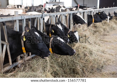 The cows in the stable at dairy farm peek through fences and eating straw
