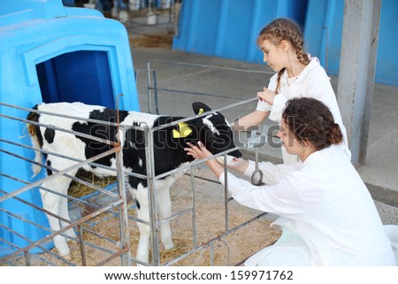 Pretty little girl and her mother in white robes caress small calf at cow farm. Focus on girl and calf.
