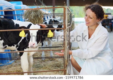 Beautiful woman in white robe strokes small cute calf in big cow farm.