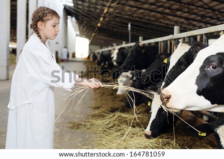 Cute little girl in white robe gives hay to cows at large farm. Focus on hand.