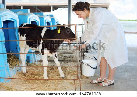 Woman in white feeds little cute calf in stall in big cow farm.