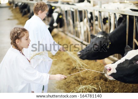 Happy boy and girl in white robes give hay for cows in long stall. Focus on right cow and girl.