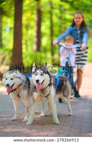 Girl and little boy riding on scooter in team of two dogs in park, focus on dogs
