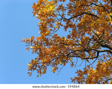 oak autumn leaves on blue sky