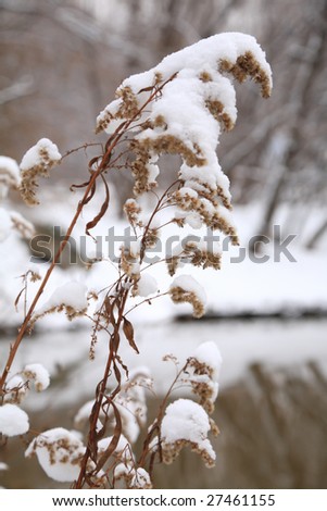 Dry snow-covered plant