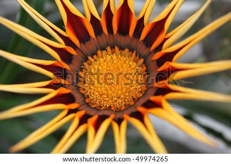 not dissolve until the end of Gazania flower in the morning, close-up