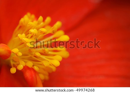 yellow stamens of the flower begonia with red petals, close-up photography