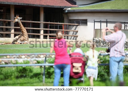 Family from four persons feeds and takes pictures  giraffe in zoological garden