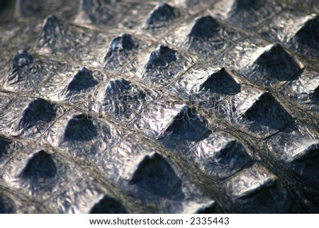 close up detail of a crocodile\'s skin