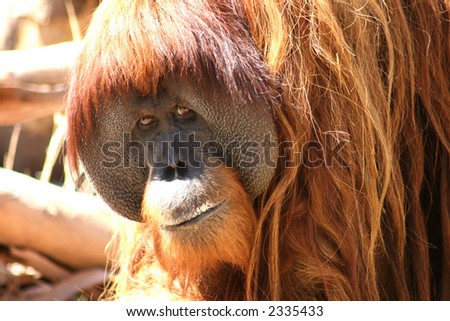 orang-utan face close up with kind eyes
