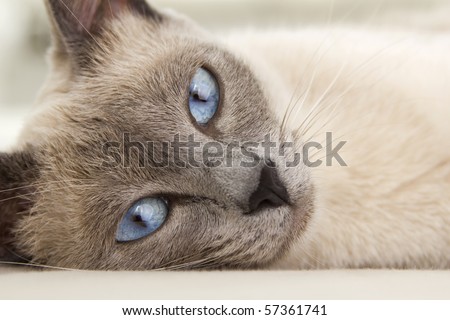 An alluring close up photograph of a siamese cat relaxing as you are drawn into her eyes.