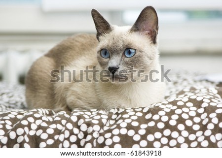 A beautiful bluepoint siamese cat laying on a bed with a brown and white polkadot comforter.