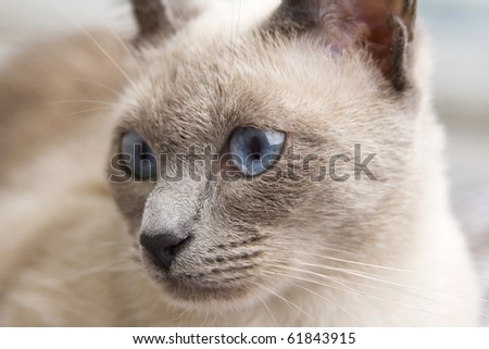 A portrait close up of a beautiful bluepoint siamese cat\'s face as she loooks slightly to the side.