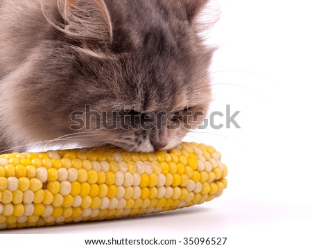 Cat eating corn in cob isolated on white background