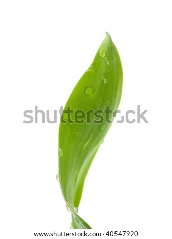 Bamboo leaf with water drops against white