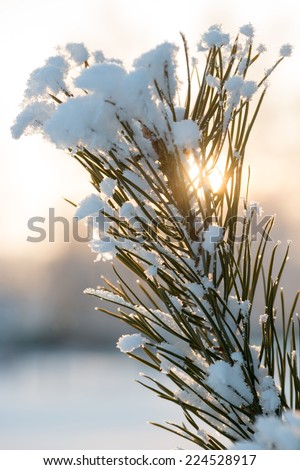Christmas evergreen spruce tree with fresh natural snow over winter sunset background