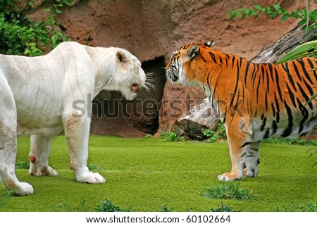 Angry albino male tiger growling at female tiger