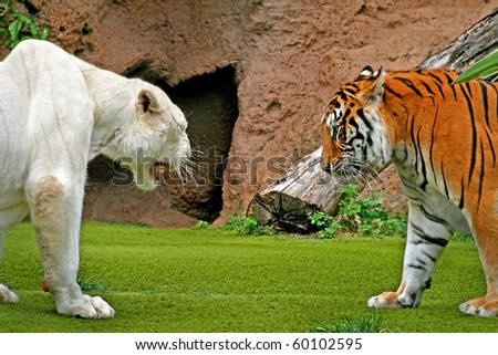 Angry albino male tiger growling at female tiger
